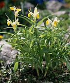Iris bucharica (Staghorn iris)