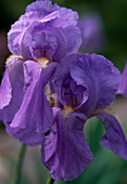 Iris germanica