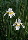 Iris sibirica hybrid