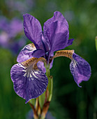 Iris sibirica