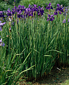 Iris sibirica