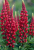 Lupinus polyphyllus 'Red Flame'