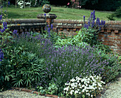 Lavandula angustifolia