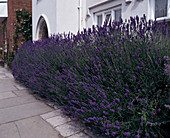 Lavandula angustifolia