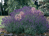 Lavandula angustifolia