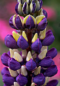 Lupinus polyphyllus 'Gallery'