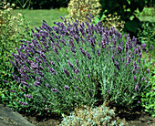 Lavandula angustifolia