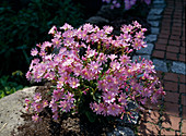 Lewisia cotyledon