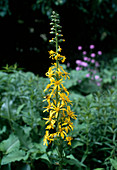 Ligularia salthifolia