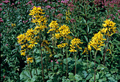 Ligularia x Hessei