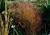 Limonium vulgare