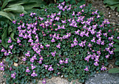 Cymbalaria muralis