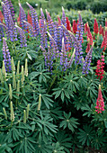 Lupinus polyphyllus