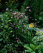 Lychnis flos-cuculi (Kuckucks-Lichtnelke)