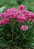 Lychnis viscaria