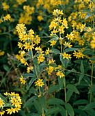 Lysimachia ciliata