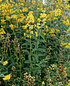 Lysimachia vulgare