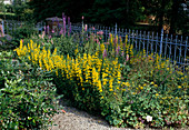 Lysimachia punctata