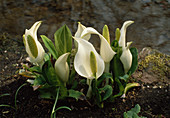 Lysichiton camtschatcensis