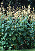 Macleaya cordata