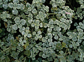 Marrubium libanoticum (andorn)
