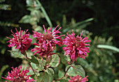 Monarda 'Purple Crown'