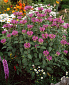 Monarda 'Croftway Pink'