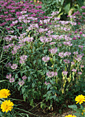 Monarda 'Croftway Pink'