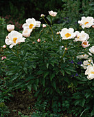 Paeonia lactiflora