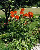 Papaver orientale