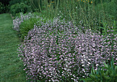 Penstemon hirsutus