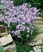 Phlox stolonifera 'Blue Ridge'