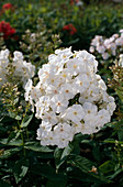 Phlox paniculata