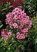 Phlox paniculata