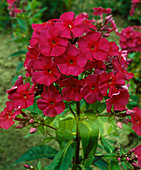 Phlox paniculata