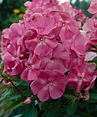 Phlox paniculata