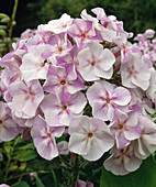 Phlox paniculata