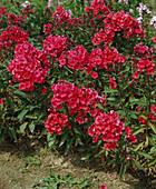 Phlox paniculata 'Starfire'