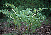 Polygonatum x hybridum 'Weihenstephan'