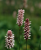 Polygonum bistorta 'Superbum'