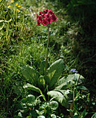 Primula beesiana