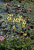 Primula florindae