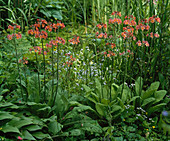 Primula japonica