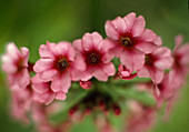 Primula japonica Carminea