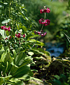 Primula pulverulenta