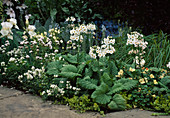 Primula pulverulenta (Kandilaber primroses)