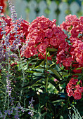 Phlox paniculata 'Juliglut'