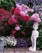 Phlox paniculata 'Landhochzeit'