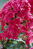 Phlox paniculata 'Starfire' (flame flower)