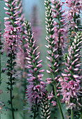 Veronica longifolia 'Rosea' (Speedwell)